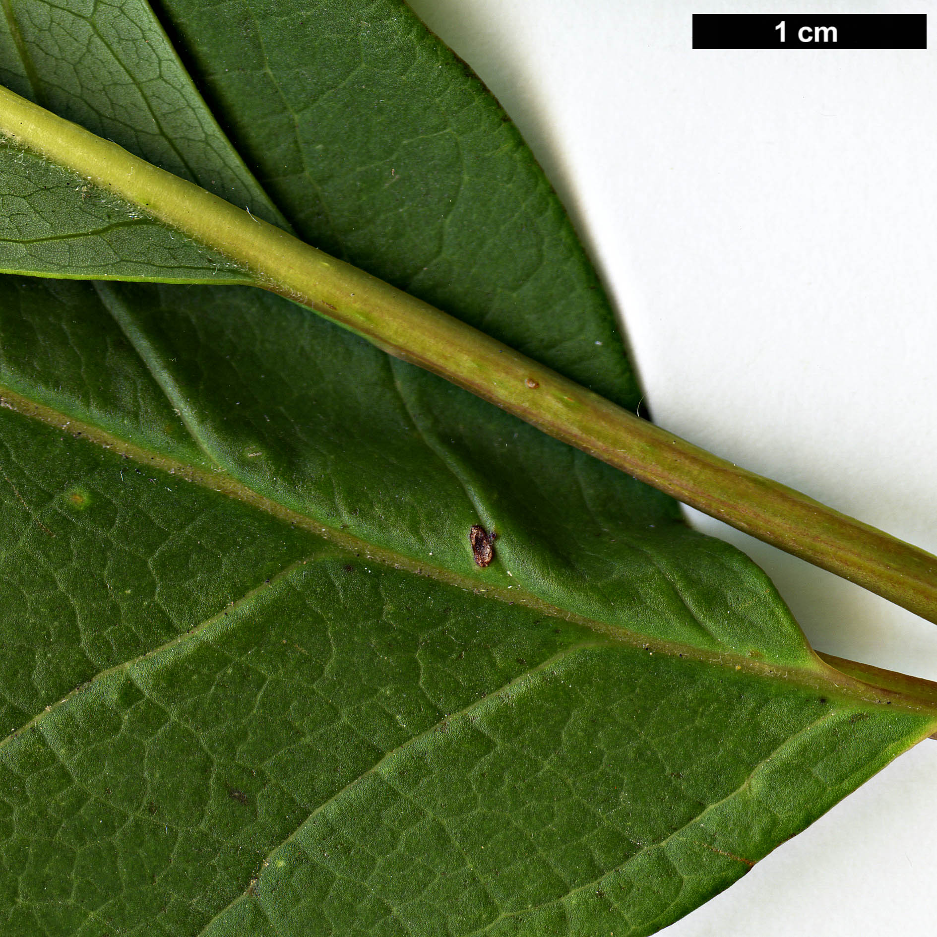 High resolution image: Family: Magnoliaceae - Genus: Magnolia - Taxon: sprengeri - SpeciesSub: var. sprengeri